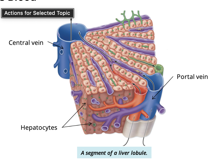 <p>Sinusoids → central vein → hepatic vein → inferior vena cava → heart </p><p></p><p>note: this is oxygen poor blood </p>