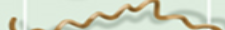 <p>Spirochete</p>