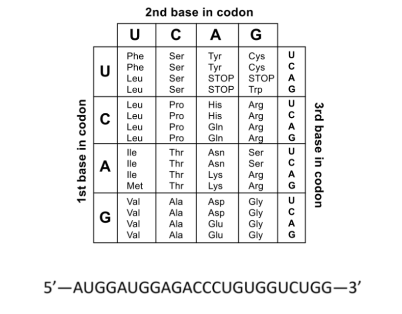<p>what amino acid sequence would be constructed from this mRNA sequence</p>