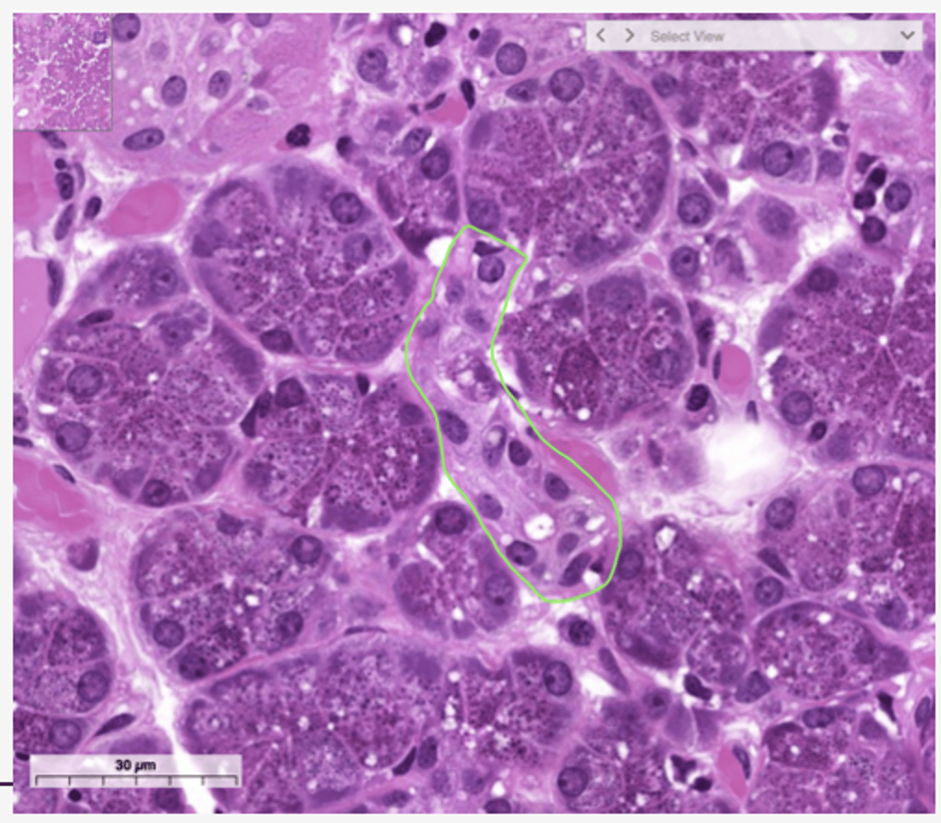 <p>Identify the structure</p>