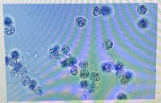 <p>Identity what type of cells these are?</p>