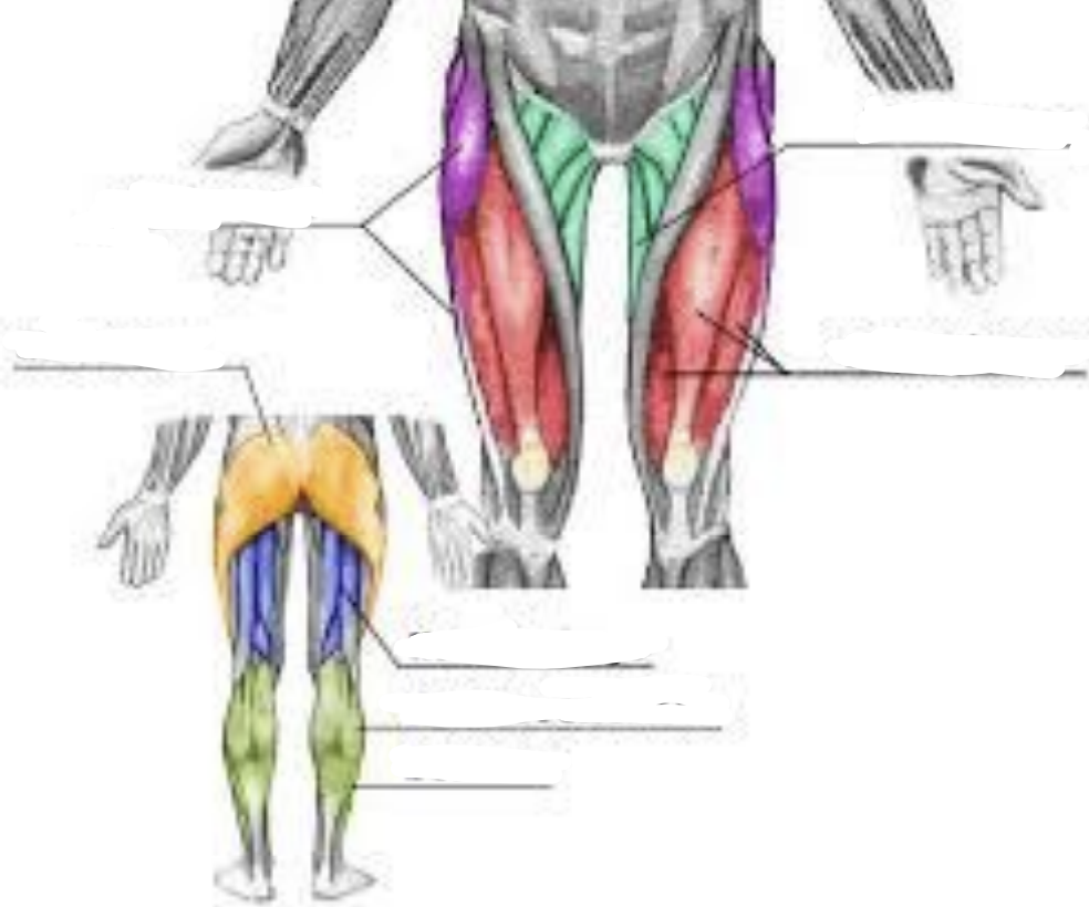 <p>gluteus</p>