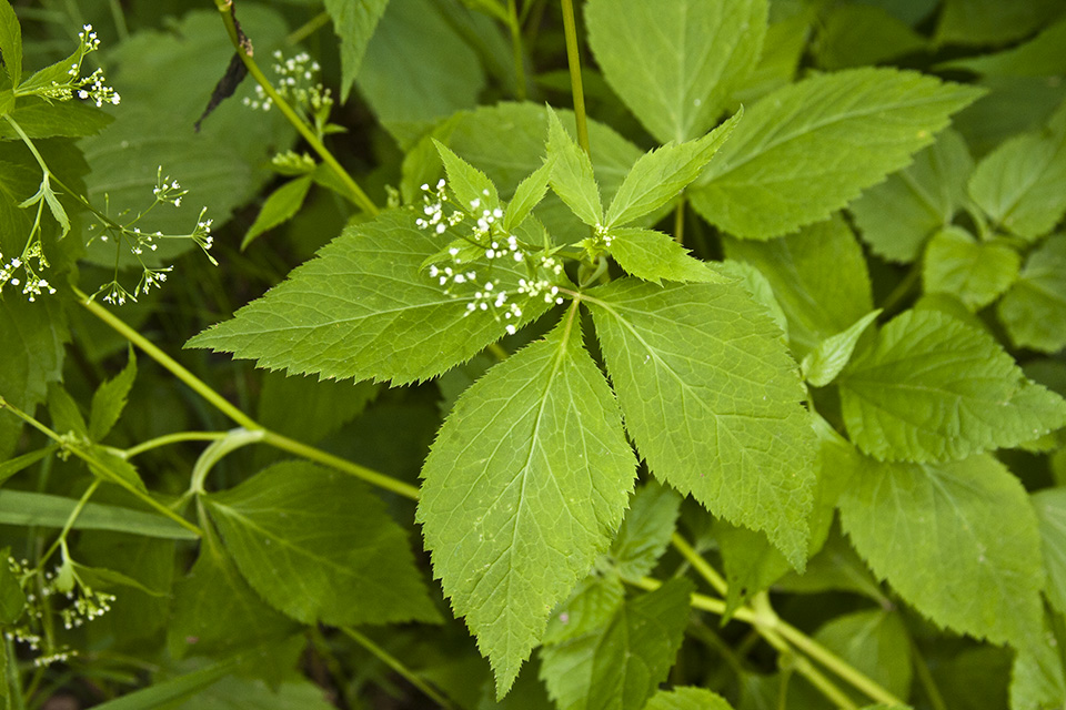 <p>Cryptotaenia canadensis</p>