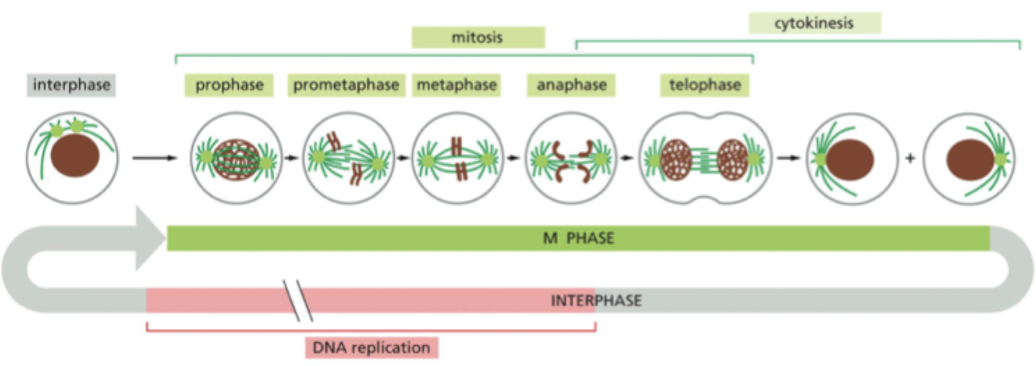 <p>What are the phases of the cell cycle?</p>