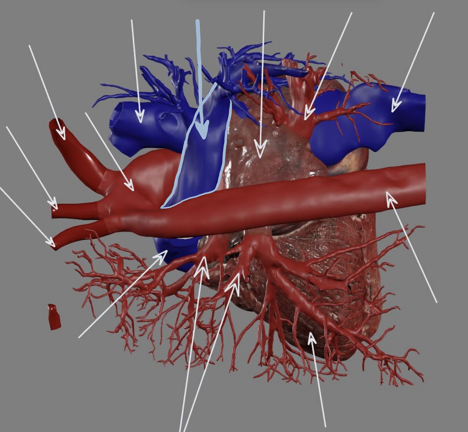 <p><strong><u>right ventricle</u> outflow</strong></p>