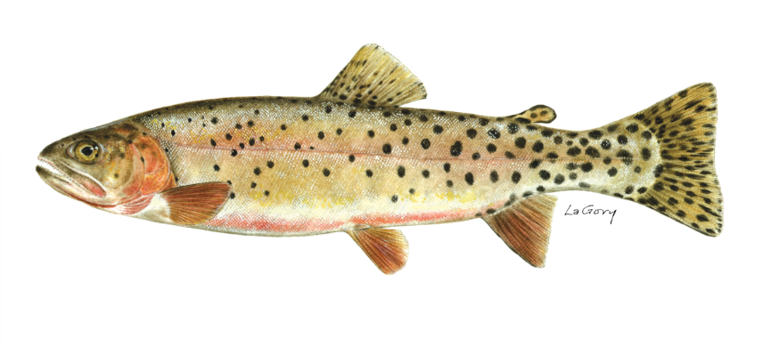 <p>Colorado river cutthroat trout</p>