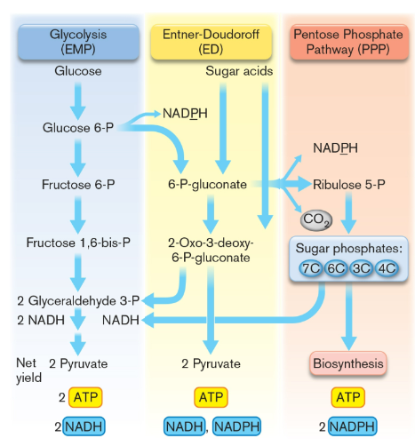 <p><strong><u>STEP 1: glucose → pyruvate </u></strong>(provides precursor metabolites to all other pathways)</p><ul><li><p><strong>Embden-Meyerhof pathway (EMP)</strong></p></li><li><p><strong>Entner-Duodoroff pathway (ED)</strong></p></li><li><p><strong>Pentose Phosphate Pathway (PPP)</strong></p></li></ul><p>all 3 pathways convert glucose → glyceraldehyde 3-P (G3P). G3P is then oxidized → pyruvate the <u>same </u>way in all 3 pathways</p>