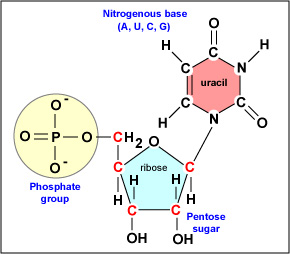 <p>A structural unit of RNA consisting of a ribose sugar, a phosphate group, and a nitrogenous base (A,G,C,U).</p>
