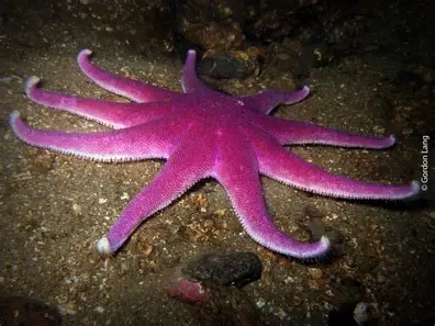 <p><span>e purple sun star occurs in the northeastern Atlantic Ocean and the North Sea at depths to 450 m (1,480 ft). Its typical habitats are muddy sand, gravel, or rocky areas with deposited sediment. It is found in both sheltered and fairly exposed locations.</span></p>