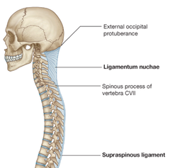 <p>an elastic ligament that connects the vertebrae of the neck to the skull</p><p>splenius inserts into this</p>