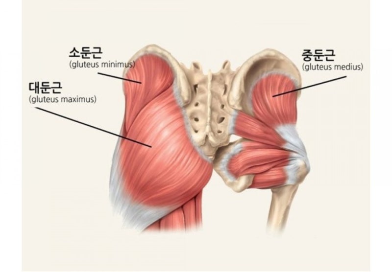 <p>중둔근(엉덩이에서 가운데 근육) / Gluteus : [ˈɡluːtiəs] 엉덩이의, 둔근 / Midius : [ˈmiːdiəs] 가운데의, 중간의</p>