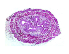 <p>what is the anatomical name of the organ and the histological classification of it's epithelium</p>