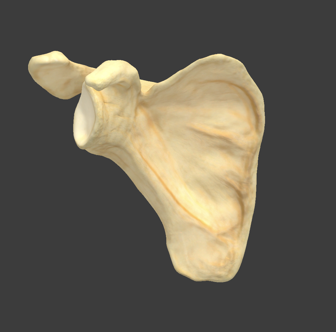 <p>What bone is this?</p>
