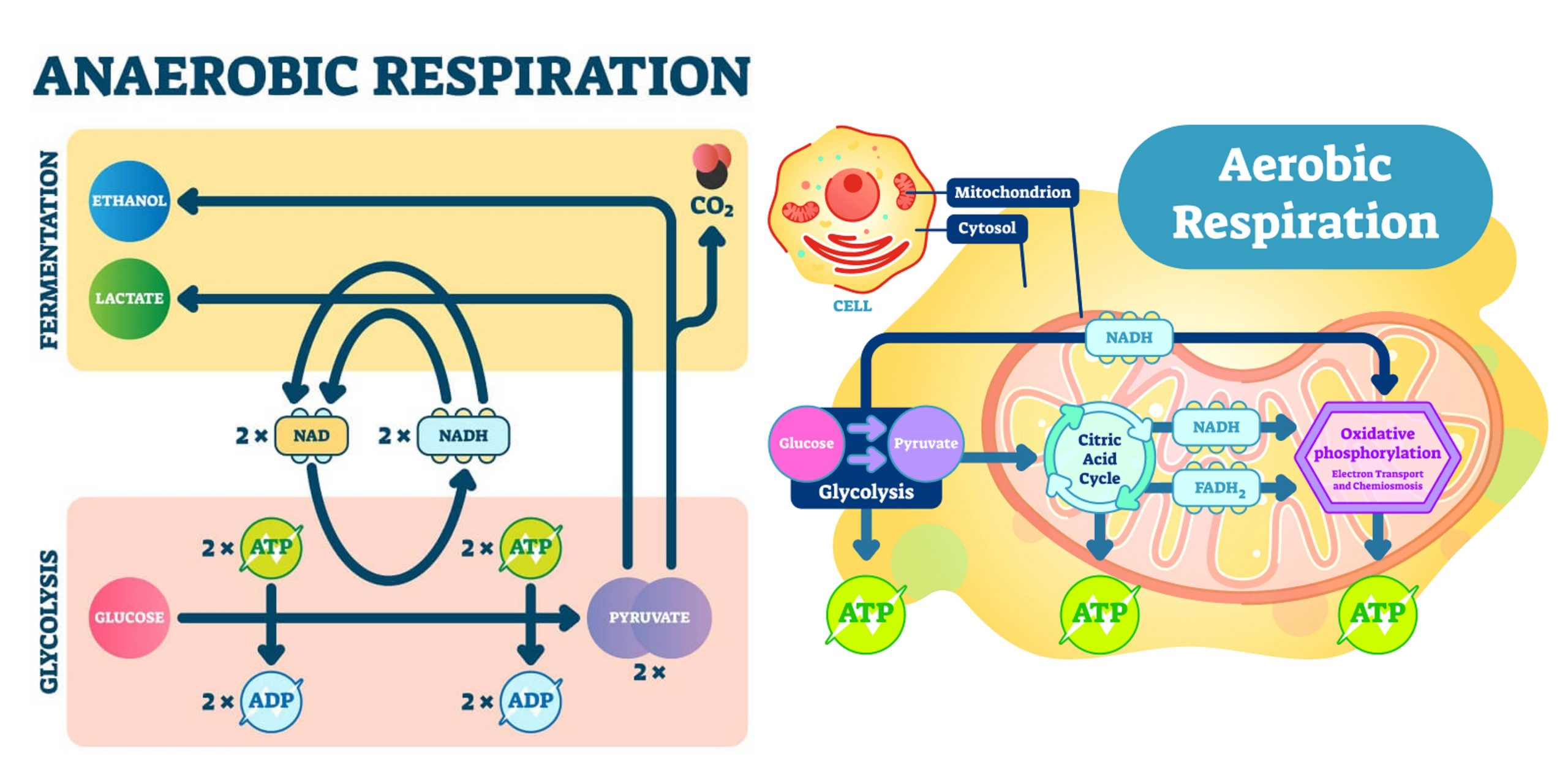 <p>Anaerobic Respiration </p>