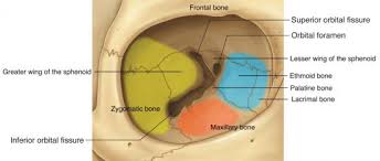 <p>-frontal process of maxilla</p><p>-lesser wing of sphenoid</p><p>-orbitsl plate of ethmoid</p><p>- lacrimal bone</p>