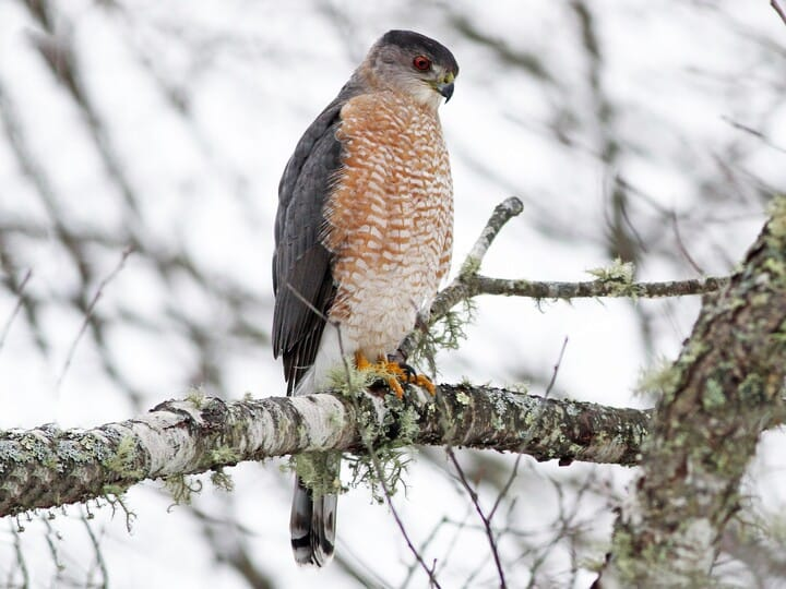 <p>Cooper’s Hawk </p>