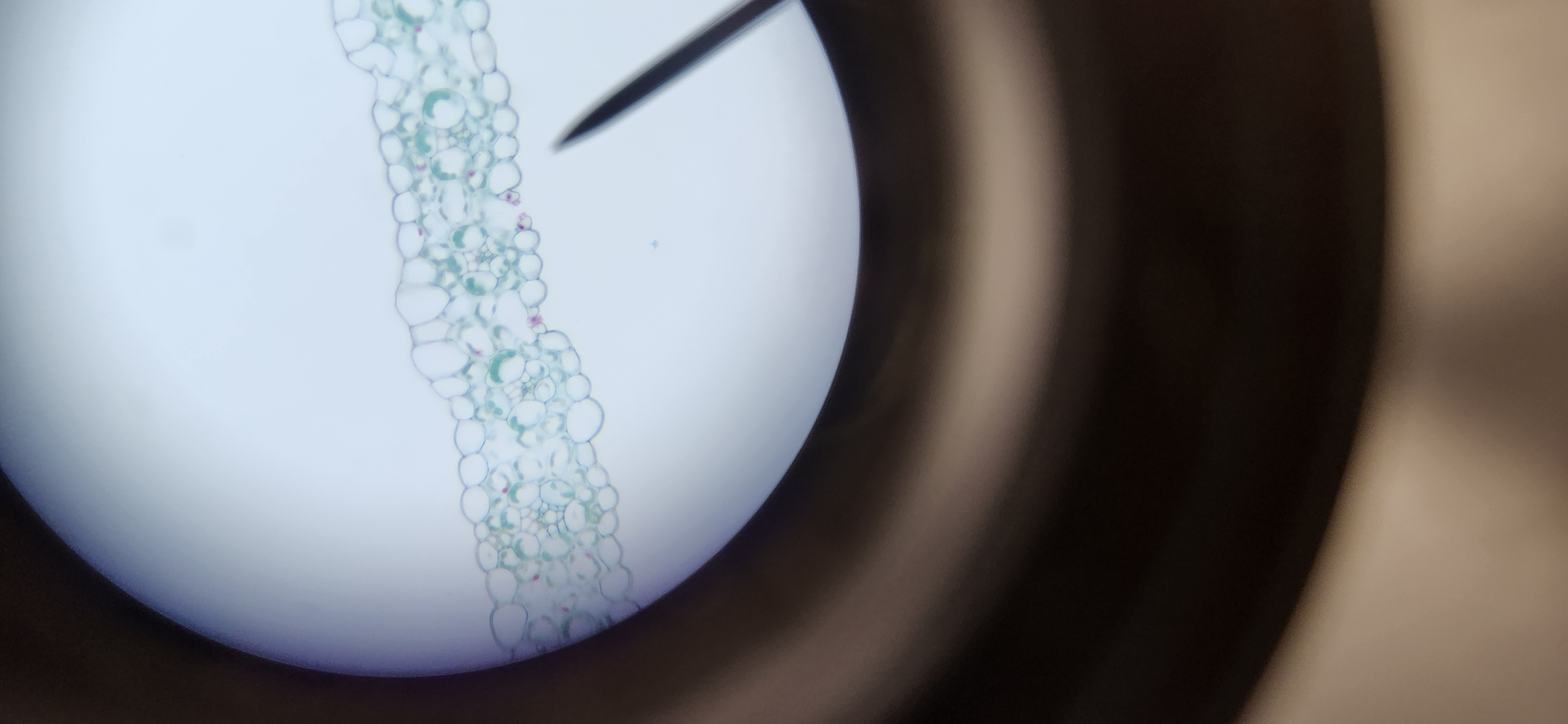 <p>What part of Zea mays are we looking at?</p>