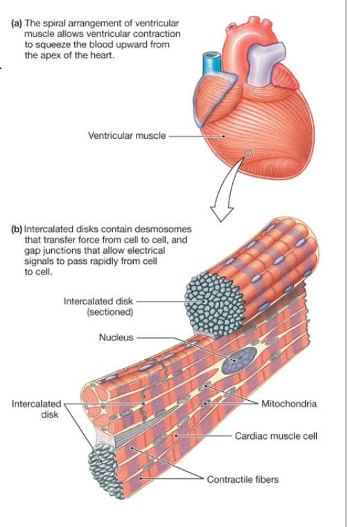 <p>Compared to skeletal muscle, myocardial contractile cells are…</p>