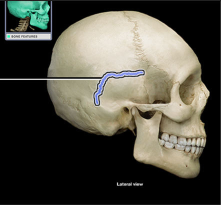 <p>What structure is indicated</p>