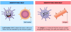 <p>Foreign substances found on the surface of pathogens --> the immune system is triggered and responds to these</p>