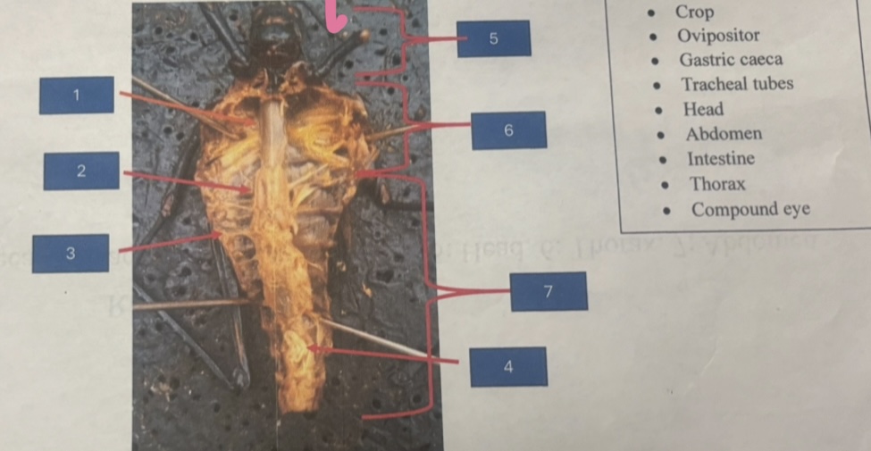 <ol><li><p>Identify the grasshopper internal structures labeled 1-7.</p></li></ol><p></p>