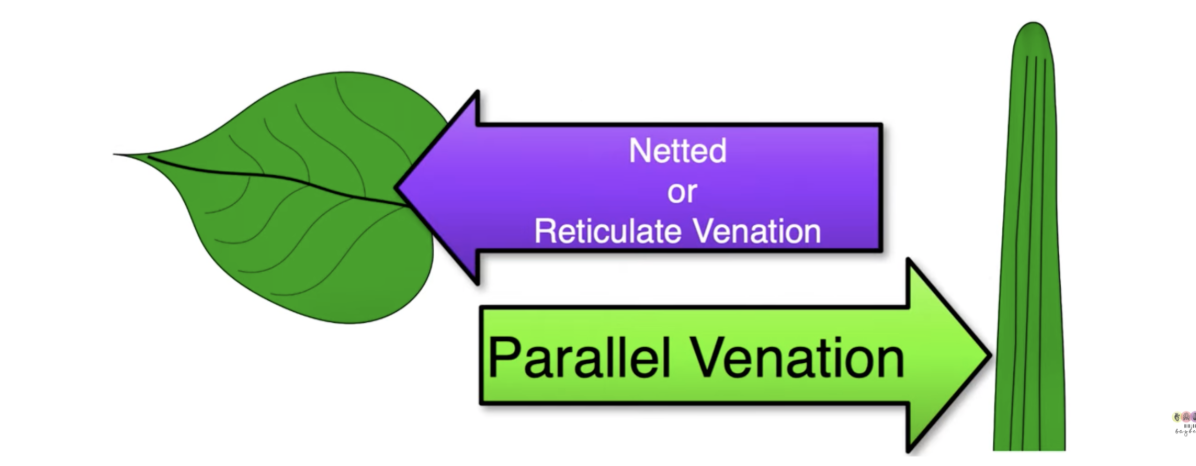 <p><span style="background-color: transparent;">Attached to the petiole & contains vascular tissue. Smaller veins branch off it.</span></p><p><span style="background-color: transparent;">It can be netted or ventriculate ventilation or it can be parallel.</span></p>