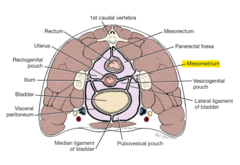 <p>it supports the uterus</p>