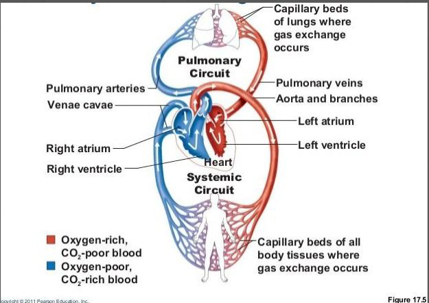 <ul><li><p>Heart (aorta)</p></li><li><p>Arteries</p></li><li><p>Arterioles</p></li></ul><p></p><ul><li><p>Capillaries</p></li></ul><p></p><ul><li><p>Venules</p></li><li><p>Veins</p></li><li><p>Heart (vena cavae)</p></li></ul><p></p>