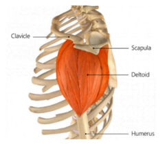<p>Deltoid tuberosity on the humerus</p>