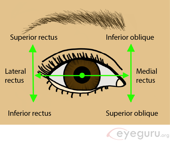 <p>Muscle that elevates the eye.</p>