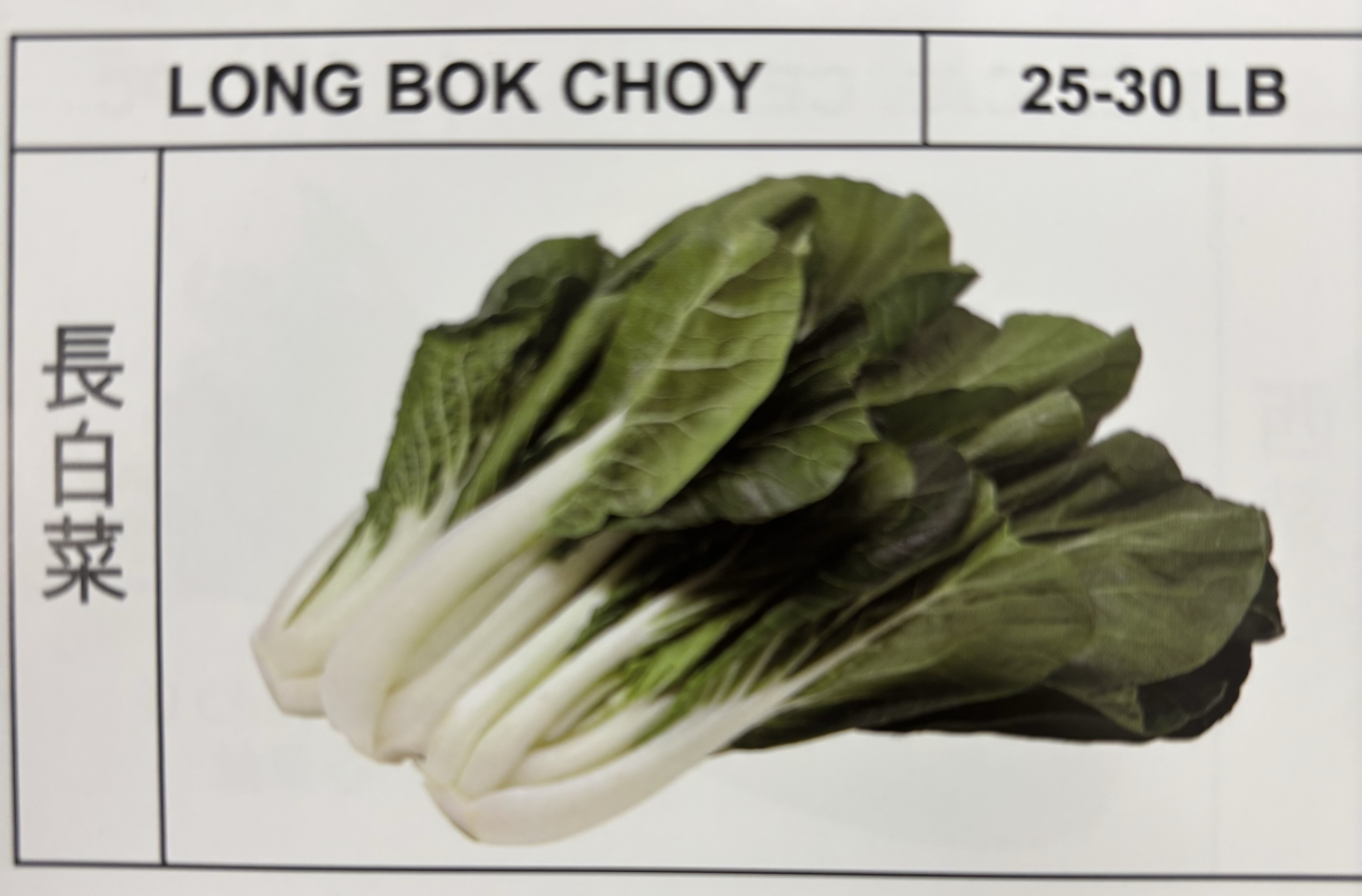 <p>LONG BOK CHOY</p>