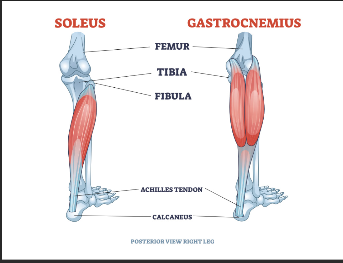 <p>Soleus (posterior leg) origin </p>