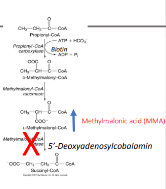 <p>methylmalonyl CoA, which enters the circulation as methylmalonic acid (MMA).</p>