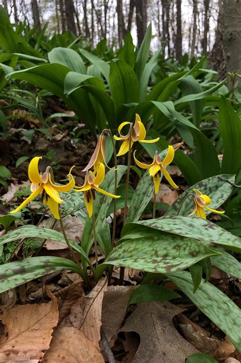 <p>Yellow trout lily (Numebugoneen)</p>