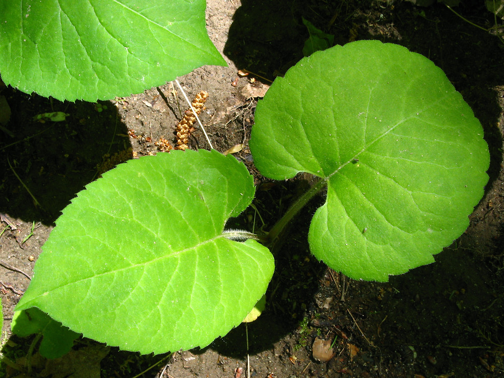 <p>Eurybia macrophylla</p>