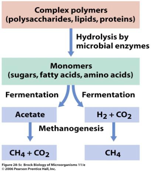 <p><span style="color: red;"><strong>Methane</strong></span><span> is produced by </span><span style="color: blue;"><strong>methanogenic archaea (methanogenesis)</strong></span></p><p><span style="color: blue;"><strong><mark data-color="blue" style="background-color: blue; color: inherit;">→ </mark></strong></span><span><mark data-color="blue" style="background-color: blue; color: inherit;">be collected and used to </mark><u><mark data-color="blue" style="background-color: blue; color: inherit;">generate electricity</mark></u></span></p>