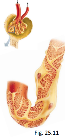 <ul><li><p>fenestrated endothelium (glomerulus) </p></li><li><p>fused basement membranes </p></li><li><p>podocytes (layer of Bowman’s capsule) with filtration slits between</p><ul><li><p>should not dump big molecules like proteins</p></li></ul></li></ul><p></p>