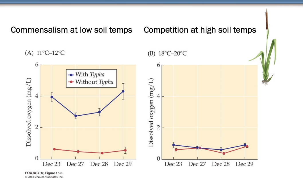 <ul><li><p>Positive interactions in harsher conditions can become negative </p></li><li><p><span style="background-color: inherit; line-height: 19.55px; color: windowtext;">Soil temperature&nbsp;</span><span style="line-height: 19.55px; color: windowtext;">&nbsp;</span></p><ul><li><p class="Paragraph SCXO110978037 BCX0" style="text-align: left;"><span style="background-color: inherit; line-height: 19.55px; color: windowtext;">Cat tails and forget me not</span><span style="line-height: 19.55px; color: windowtext;">&nbsp;</span></p></li><li><p class="Paragraph SCXO110978037 BCX0" style="text-align: left;"><span style="background-color: inherit; line-height: 19.55px; color: windowtext;">Cat tails</span><span style="line-height: 19.55px; color: windowtext;">&nbsp;</span></p><ul><li><p class="Paragraph SCXO110978037 BCX0" style="text-align: left;"><span style="background-color: inherit; line-height: 19.55px; color: windowtext;">Soils are anoxic (decomp can use lots of oxygen, and for water logged soils its hard for oxygen to permanent deeper)</span><span style="line-height: 19.55px; color: windowtext;">&nbsp;</span></p><ul><li><p class="Paragraph SCXO110978037 BCX0" style="text-align: left;"><span style="background-color: inherit; line-height: 19.55px; color: windowtext;">Plants roots have high oxygen demands -> can hamper growth in low oxygen level</span><span style="line-height: 19.55px; color: windowtext;">&nbsp;</span></p></li></ul></li><li><p class="Paragraph SCXO110978037 BCX0" style="text-align: left;"><span style="background-color: inherit; line-height: 19.55px; color: windowtext;">Can passively transports in oxygen through air spaces in leaves to roots and add oxygen to soil</span><span style="line-height: 19.55px; color: windowtext;">&nbsp;</span></p><ul><li><p class="Paragraph SCXO110978037 BCX0" style="text-align: left;"><span style="background-color: inherit; line-height: 19.55px; color: windowtext;">For own benefit and neighbor can also access it</span><span style="line-height: 19.55px; color: windowtext;">&nbsp;</span></p></li></ul></li></ul></li><li><p class="Paragraph SCXO110978037 BCX0" style="text-align: left;"><span style="background-color: inherit; line-height: 19.55px; color: windowtext;">Forget me nots don’t have availability to move oxygen</span><span style="line-height: 19.55px; color: windowtext;">&nbsp;</span></p><ul><li><p class="Paragraph SCXO110978037 BCX0" style="text-align: left;"><span style="background-color: inherit; line-height: 19.55px; color: windowtext;">Low temp: soil oxygen increased with cattails</span><span style="line-height: 19.55px; color: windowtext;">&nbsp;</span></p><ul><li><p class="Paragraph SCXO110978037 BCX0" style="text-align: left;"><span style="background-color: inherit; line-height: 19.55px; color: windowtext;">Inc in oxygen made forget me nots happier</span><span style="line-height: 19.55px; color: windowtext;">&nbsp;</span></p></li></ul></li><li><p class="Paragraph SCXO110978037 BCX0" style="text-align: left;"><span style="background-color: inherit; line-height: 19.55px; color: windowtext;">Soil oxygen did not increase when they were present at high temp</span><span style="line-height: 19.55px; color: windowtext;">&nbsp;</span></p><ul><li><p class="Paragraph SCXO110978037 BCX0" style="text-align: left;"><span style="background-color: inherit; line-height: 19.55px; color: windowtext;">Maybe stressed</span><span style="line-height: 19.55px; color: windowtext;">&nbsp;</span></p></li></ul></li><li><p class="Paragraph SCXO110978037 BCX0" style="text-align: left;"><span style="background-color: inherit; line-height: 19.55px; color: windowtext;">Only getting benefit at low soil temp -> context dependent</span><span style="line-height: 19.55px; color: windowtext;">&nbsp;</span></p></li></ul></li></ul></li><li><p class="Paragraph SCXO110978037 BCX0" style="text-align: left;"><span style="background-color: inherit; line-height: 19.55px; color: windowtext;">Plants at high altitude</span><span style="line-height: 19.55px; color: windowtext;">&nbsp;</span></p><ul><li><p class="Paragraph SCXO110978037 BCX0" style="text-align: left;"><span style="background-color: inherit; line-height: 19.55px; color: windowtext;">Colder, shorter growing seas, pp of gases lower -> more likely to be mutualism with each other&nbsp;</span><span style="line-height: 19.55px; color: windowtext;">&nbsp;</span></p></li><li><p class="Paragraph SCXO110978037 BCX0" style="text-align: left;"><span style="background-color: inherit; line-height: 19.55px; color: windowtext;">Move them downhill -> become competition&nbsp;</span><span style="line-height: 19.55px; color: windowtext;">&nbsp;</span></p></li></ul></li></ul><p></p>