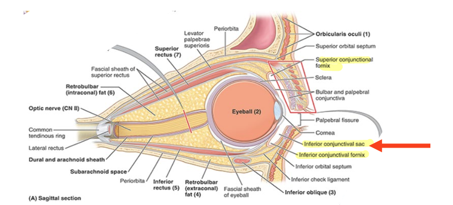 <ul><li><p>lines of reflection of palpebral conjunctiva onto eyeball form recesses of pockets</p><ul><li><p>= <strong>sup. &amp; inf. conjunctival fornices</strong></p></li></ul></li><li><p><strong>conjunctival sac (sup &amp; inf)</strong> = space bound by palpebral &amp; bulbar conjunctivae</p></li><li><p>strengthened by dense bands of connective tissue = <strong>sup &amp; inf tarsi</strong></p></li><li><p><strong>medial palpebral ligament</strong></p></li><li><p><strong>lateral palpebral ligament</strong></p></li></ul><p></p>