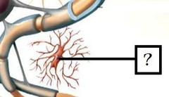 <p>- Act as phagocytes, eating damaged cells and bacteria, act as immune system in CNS</p><p>*Spiders*</p>