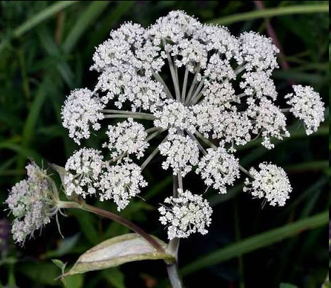 <p>A stout, taprooted perennial herb native to northwestern North America, this plant grows in moist habitats like bogs and streambanks. It is characterized by a hollow, purplish-tinged stem, uniquely bent leaf stalks that force the lowest leaflets downward, and large, dome-shaped clusters of small, white or pinkish-white flowers.</p>