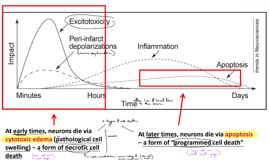 <ul><li><p>in early time, neurons die via <strong><u>cytotoxic edema</u> </strong>←<u> pathological </u><strong><u>cell swelling</u></strong> that is a <u>type of </u><strong><u>necrotic </u></strong><u>cell death</u></p><ul><li><p>(^ cytotoxic edema/swelling is what happens before the onset of necrosis)</p></li></ul></li><li><p>in later time, neurons die via <strong><u>apoptosis </u></strong>← a <u>type of </u><strong><u>programmed </u></strong><u>cell death</u></p></li></ul><p>__</p><p><strong><u>excessive infarct depolarization</u></strong>, where this excessive excitation will destroy neurons — called <strong><u>excitotoxicity </u></strong>(where <u>cytotoxic edema &amp; necrosis can occur</u>)</p><p>→ <strong><u>inflammation</u></strong></p><p>→ <strong><u>apoptosis</u></strong></p>