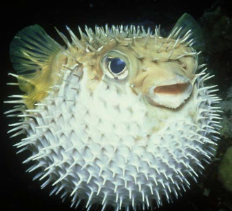 <p>What is the common name of this organism and what class does it belong to?</p>