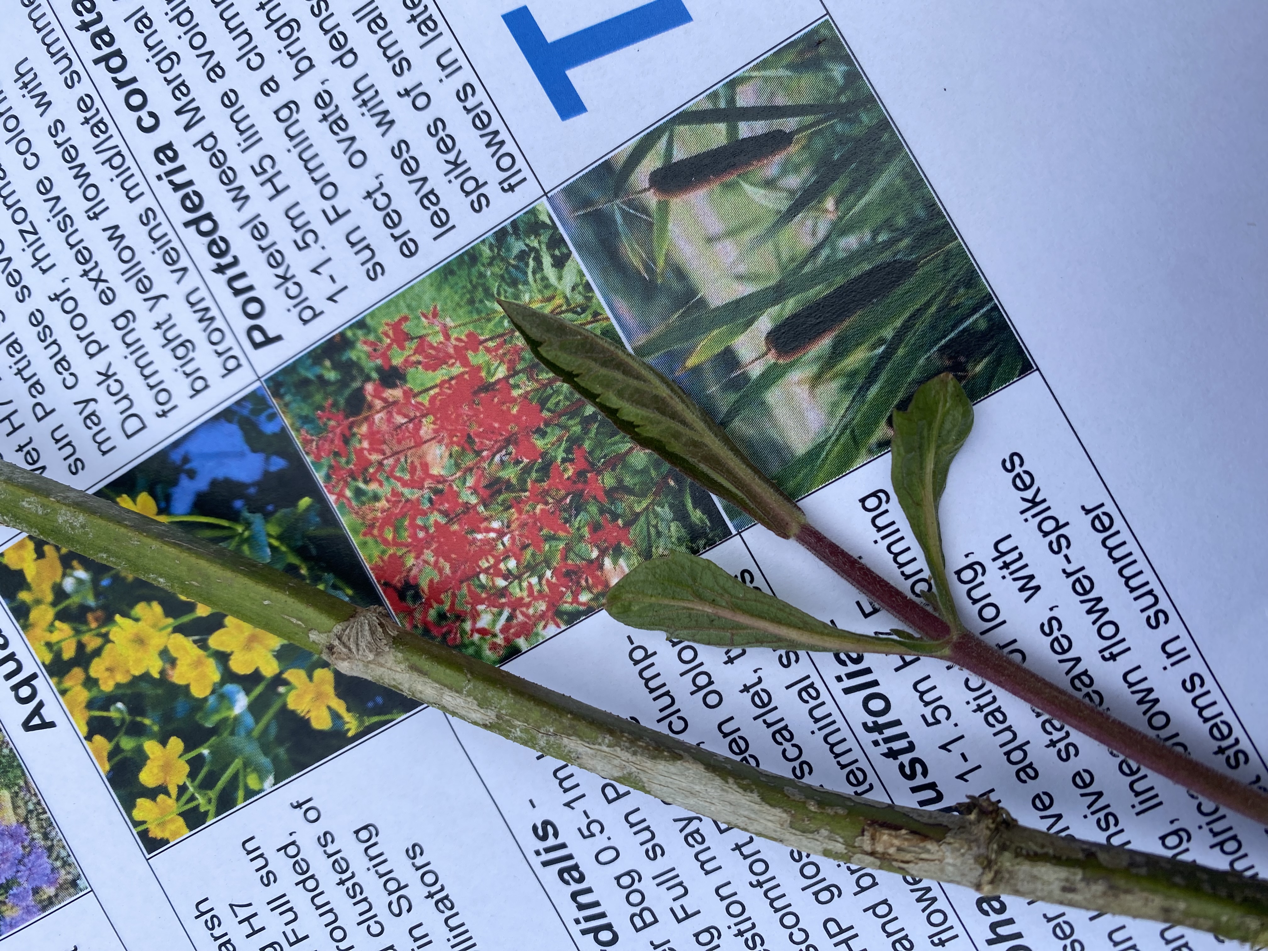 <p><em>Verbena bonariensis</em>: deciduous, evergreen or what?</p>