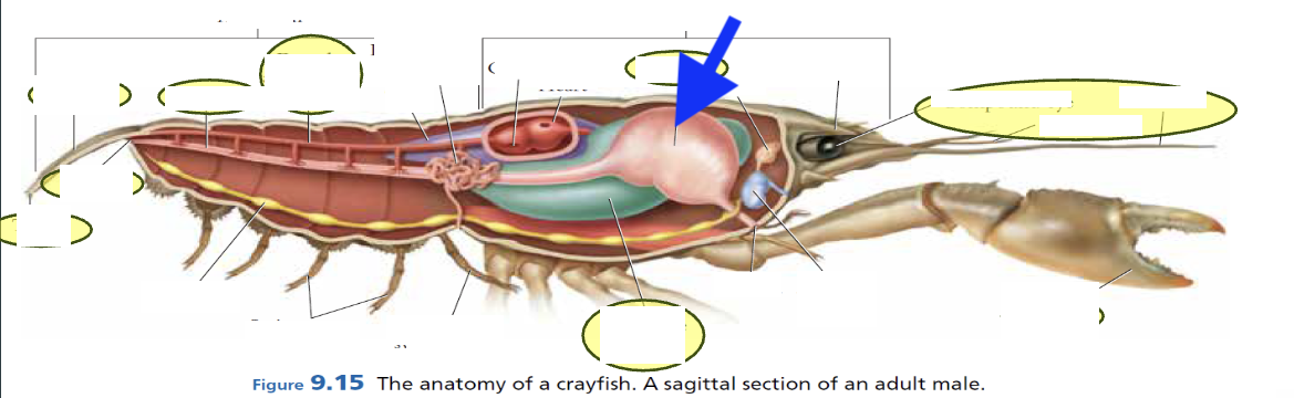 <p>what is this?</p>