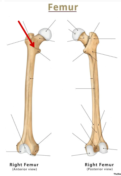 <p>Femur</p>