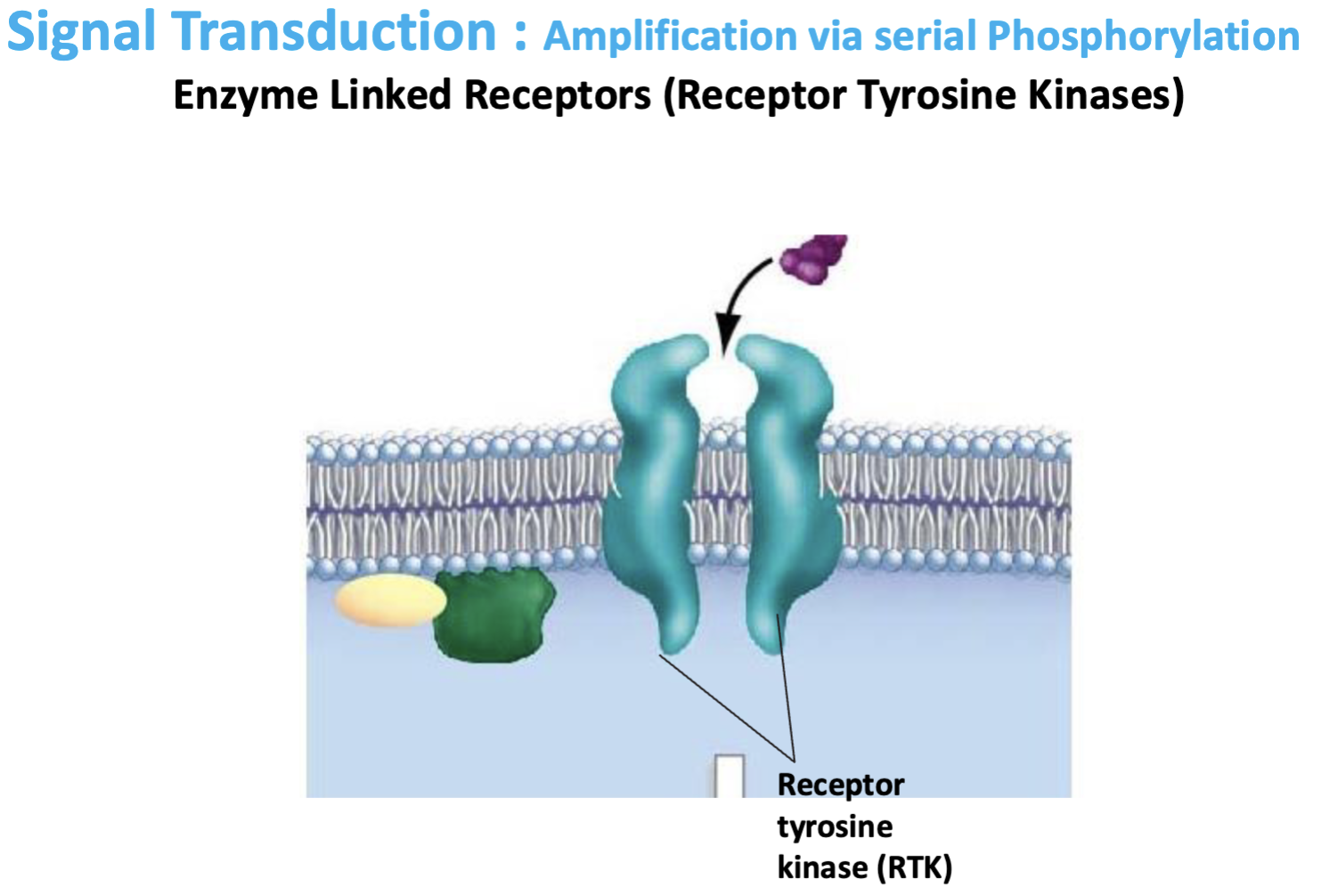 <p>Kinase activity.</p>
