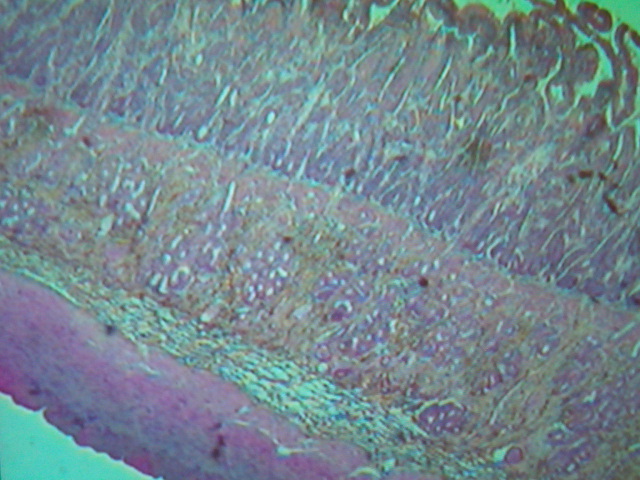 <p>Identify?</p><p>Lab Image 7-21</p>