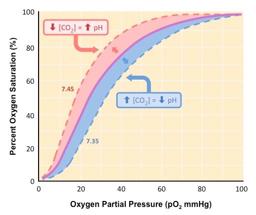 <p>A shift in the oxygen dissociation curve depending on the partial pressure of carbon dioxide</p><p>High PCO<sub>2</sub> is a shift to the right because at a random PO<sub>2</sub> less oxygen bound to haemoglobin</p>