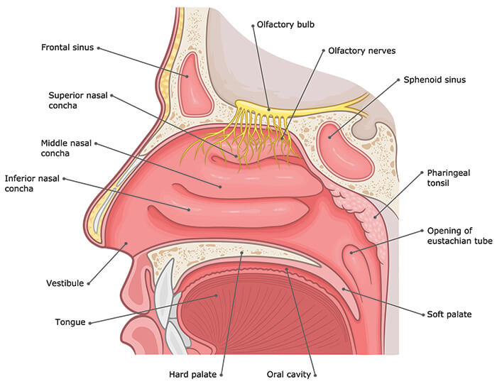 <ul><li><p>airway for respiration</p></li><li><p>warm, humidify, and clean inhaled air</p></li><li><p>resonating chamber for speach and sound</p></li><li><p>houses olfactory receptors</p></li><li><p>tissue- pseudostratified ciliated columnar epithelium</p></li></ul><p>CONTAINS:</p><ul><li><p>ethmoidal sinuses</p></li><li><p>superior, middle, and inferior nasal concha</p></li><li><p>hard palate</p></li><li><p>tongue</p></li><li><p>oral cavity</p></li><li><p>sphenoidal sinus</p></li><li><p>superior, middle, and inferior meatus</p></li><li><p>nasopharynx</p></li><li><p>uvula</p></li></ul><p></p>